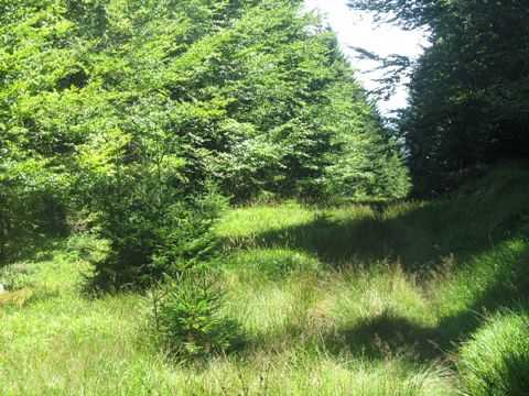 Foto 43